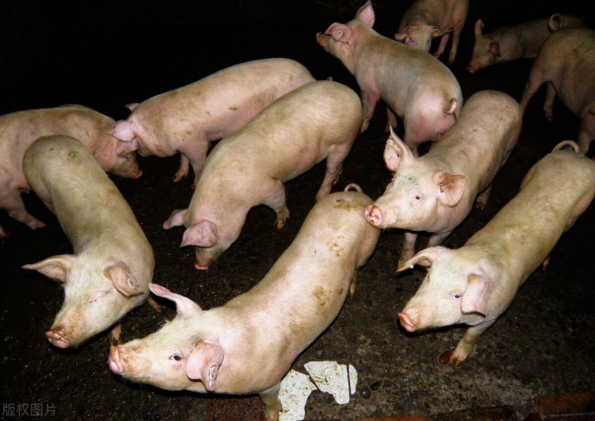 猪场发生好多母猪流产是什么原因,猪场出现母猪死亡原因