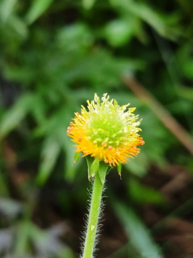 华蓥仰天窝，扎营不错的选择，约不？