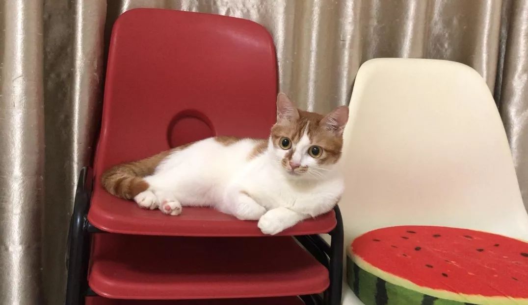 如何不洗澡让猫咪的毛发干净,怎么可以让猫咪不掉毛