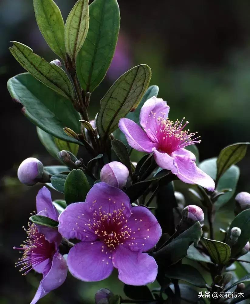 桃金娘的正确使用方法,桃金娘1月份怎么养