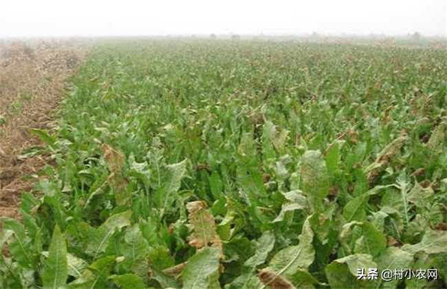 辣根怎么种,辣根是怎么种植的视频教程