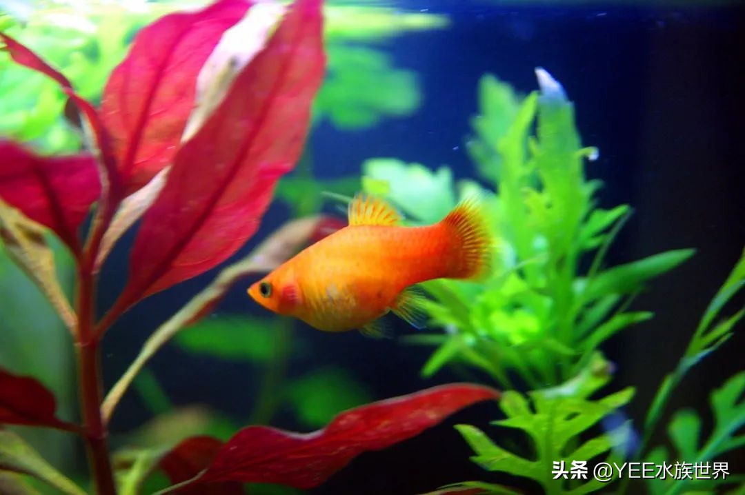 观赏鱼新手入门推荐,观赏鱼新手入门教程