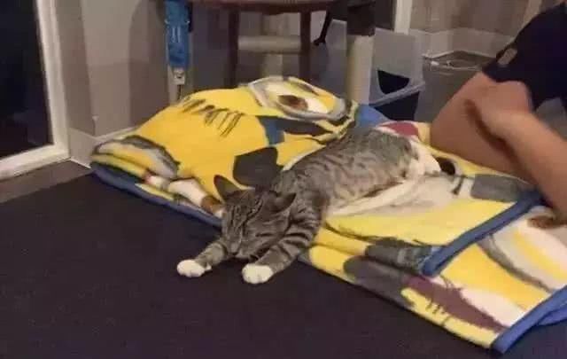 最适合家养的猫排名橘猫,最胖的品种猫排名