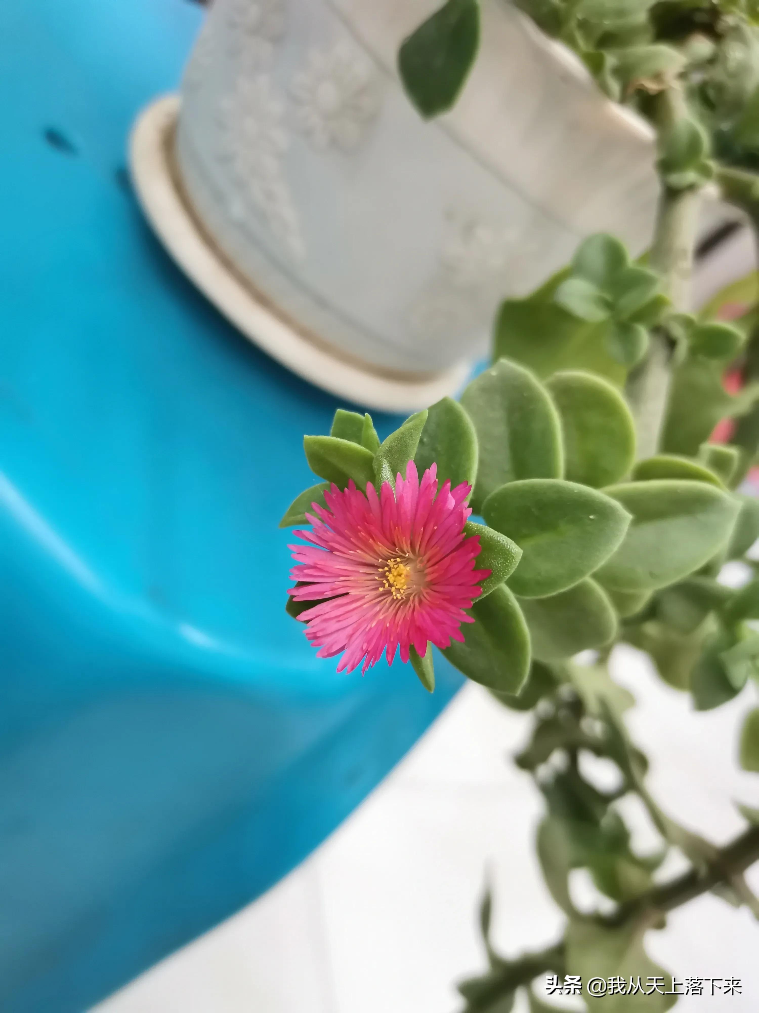 100张花朵美图,100张花图片大全