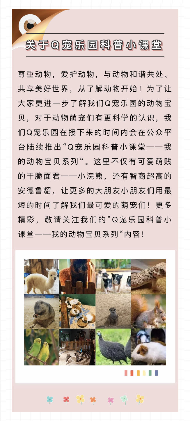 养貂是一种什么样的体验,宠物貂如何养