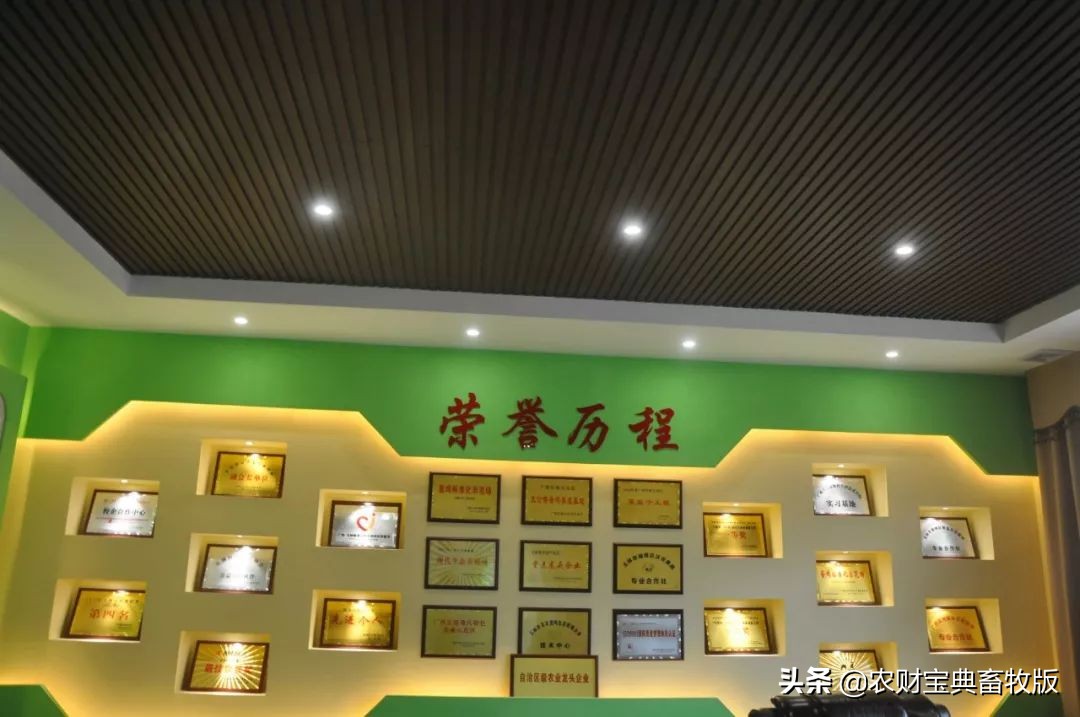 高端绿壳营养蛋,绿壳乌鸡蛋什么样