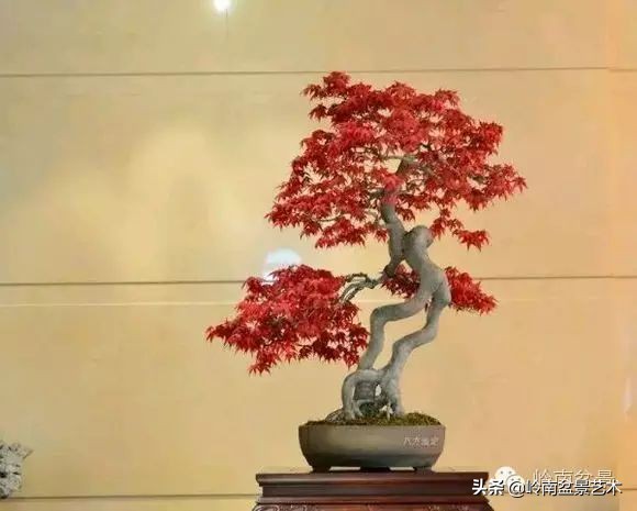 以根代杆下细上粗式盆景图片,十种适合吊着养的盆景