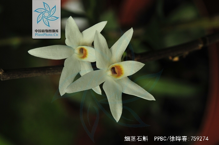 中药材铜丝草,中药材绶草