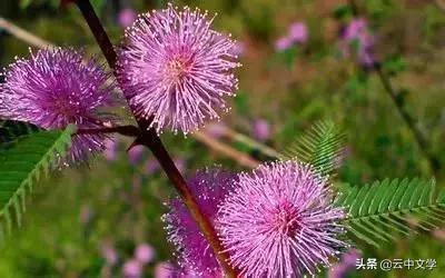 花语大全100种花图片,100种花的花语太全了