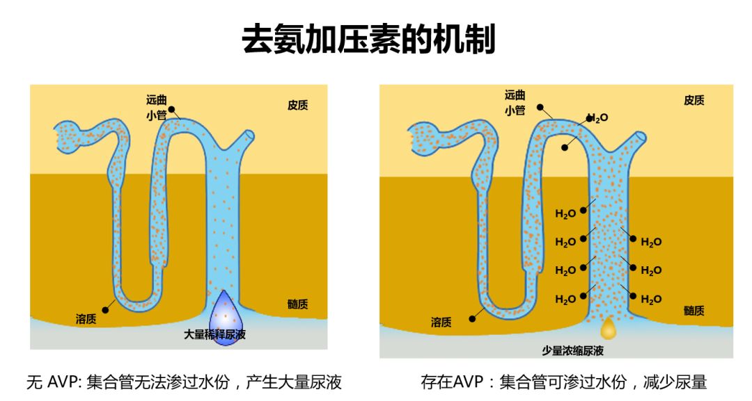 夜间多尿的诊断与治疗