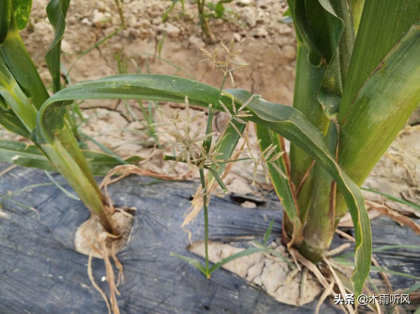 玉米出苗不齐,大小相差悬殊,什么原因?如何预防?