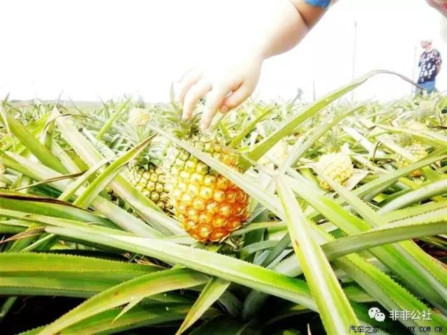 湛江游玩打卡攻略路线,湛江行程攻略