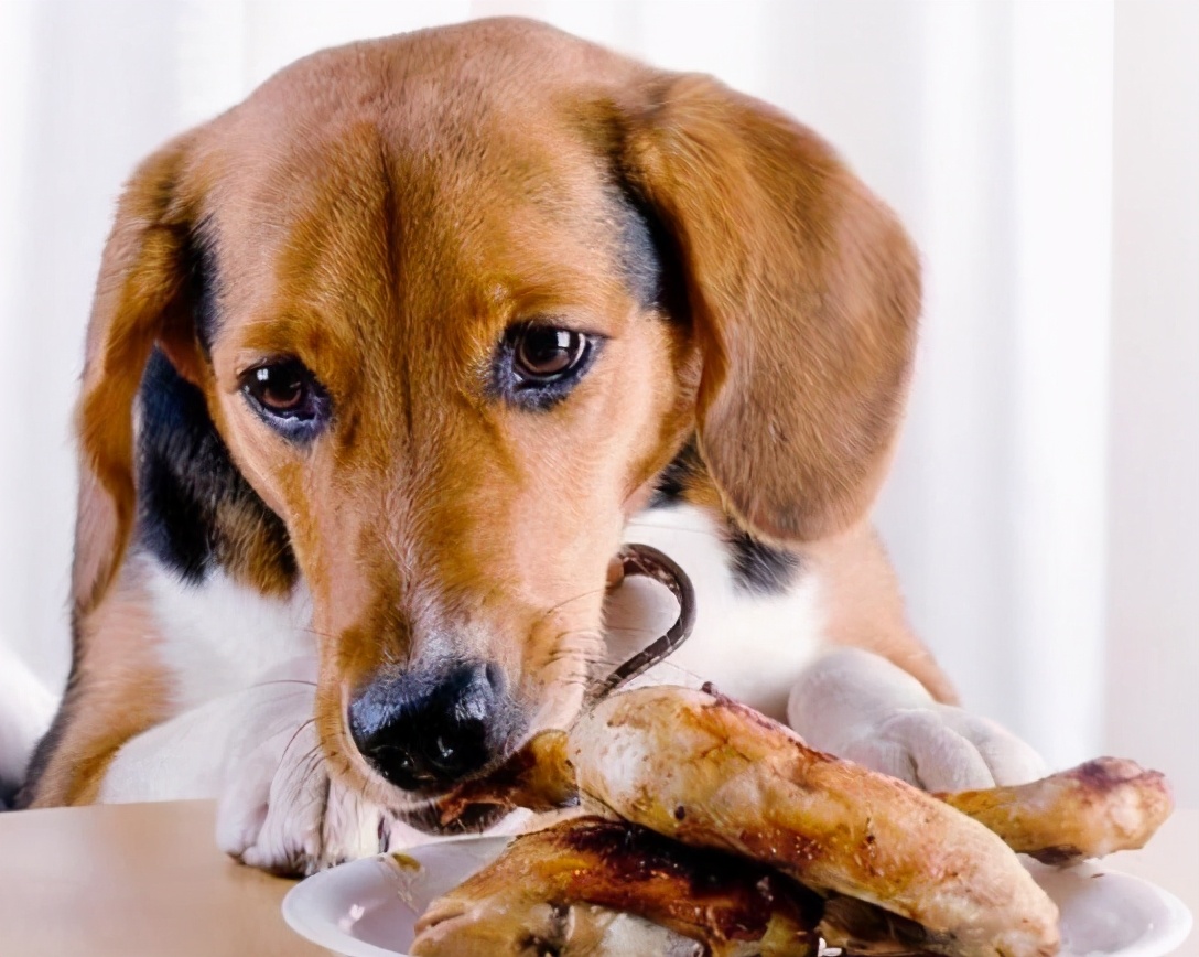 狗狗小视频养狗训练,养狗要训练哪些技能有好处