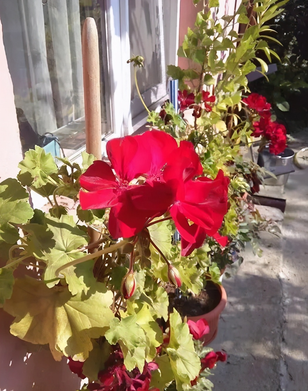 冬天天竺葵叶子发黄是什么原因,什么季节养天竺葵花最好