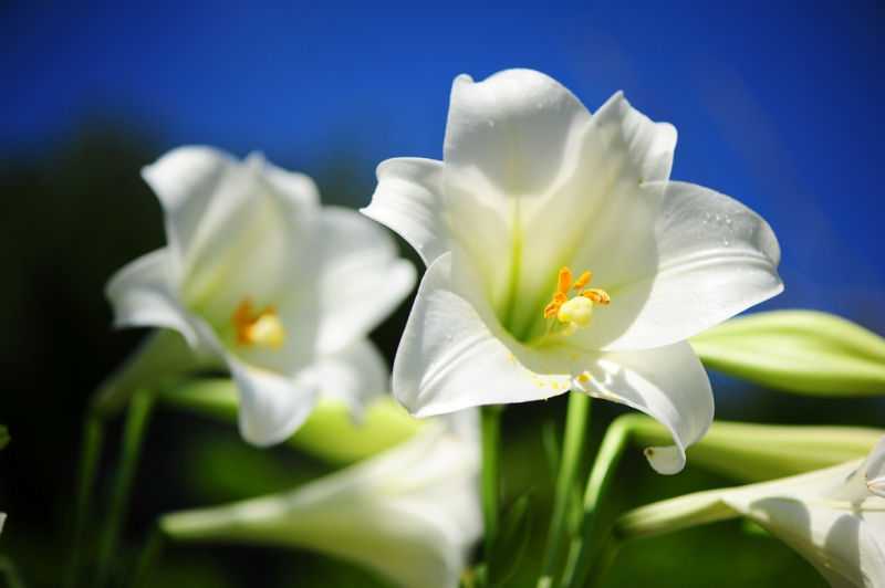 威廉·布莱克：一沙一世界，一花一天堂