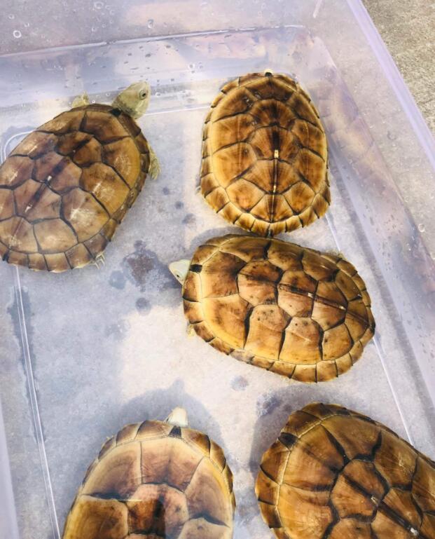 苏北金线草龟和石金钱龟的区别,石金钱龟多少钱一只2017