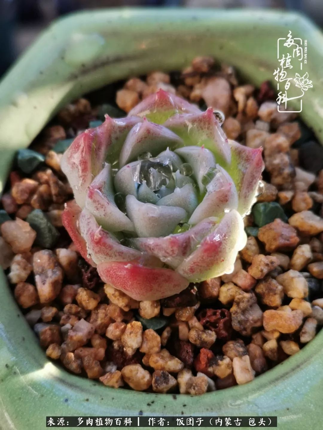 干旱地区怎么养多肉,半湿养多肉