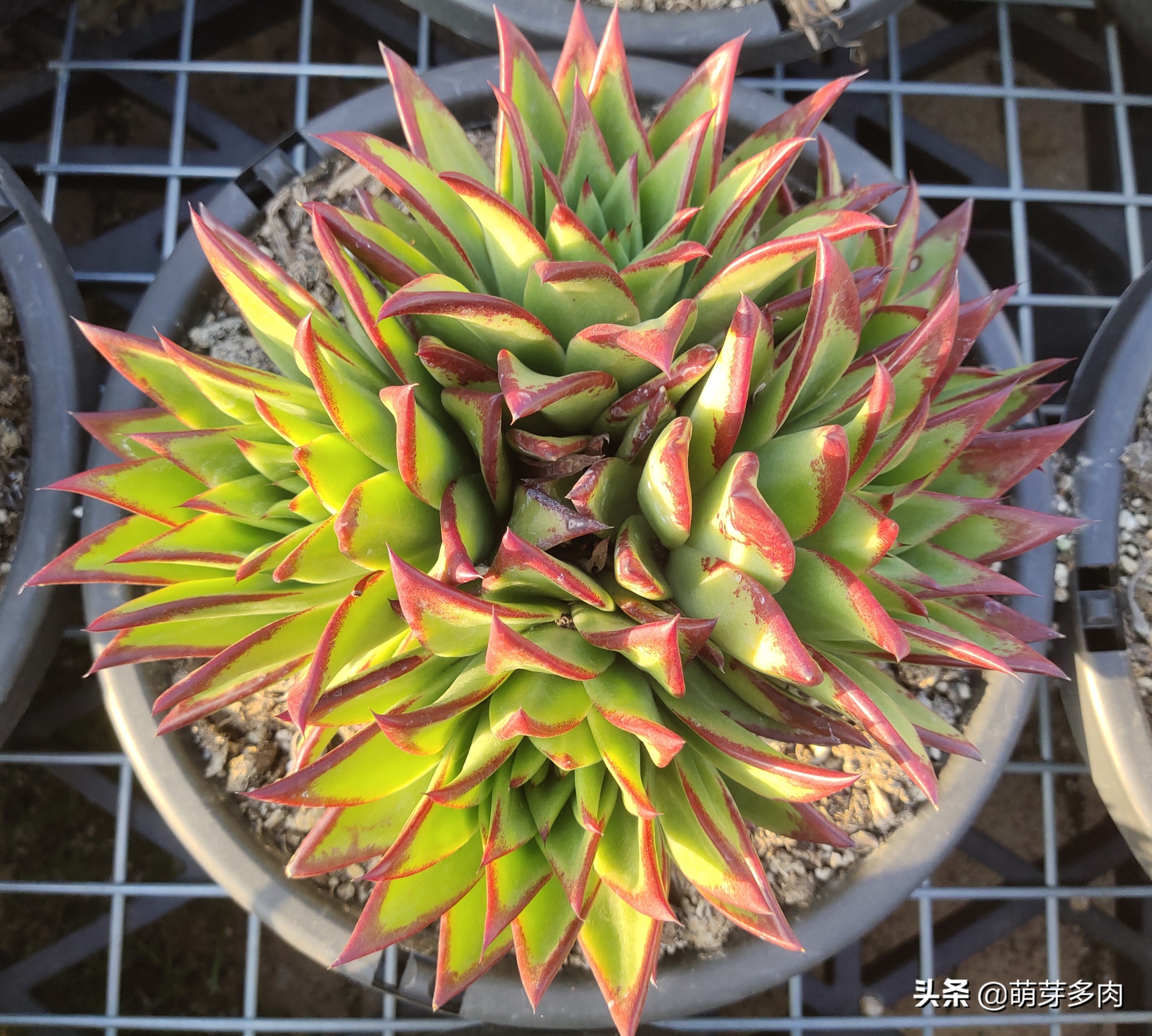 多肉口红怎么养才长得好,多肉口红怎么养出状态