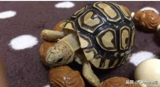 文玩小乌龟,文玩乌龟代表什么