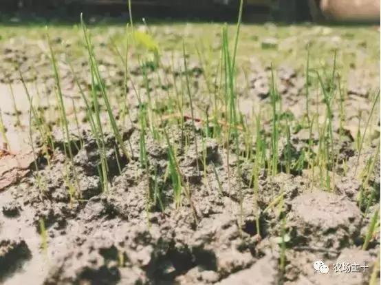 改造山野小院记录田园生活,花4万块钱改造的小院