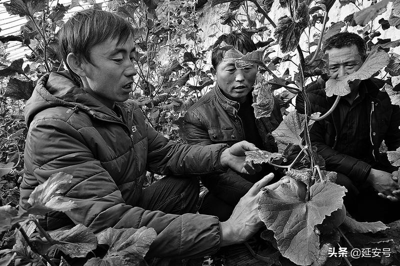 2019延安日报读本|志丹：砥砺奋进开新局