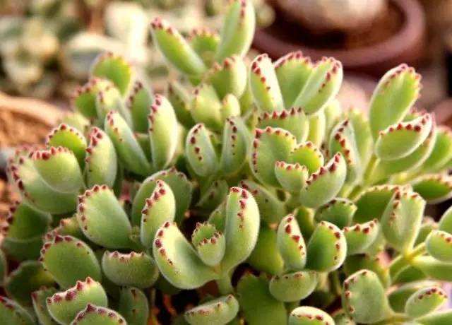 熊童子养好了会怎样,熊童子怎么养好活