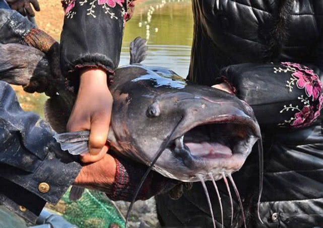 美国叉尾鮰繁殖快吗,叉尾鮰怎么路亚