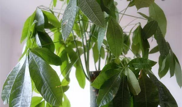 家里养的绿植长白霉怎么处理,家里的绿植老是生虫怎么办