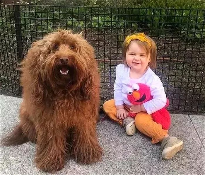 让狗狗带娃是什么体验?狗狗:“我为这个家操碎了心!”