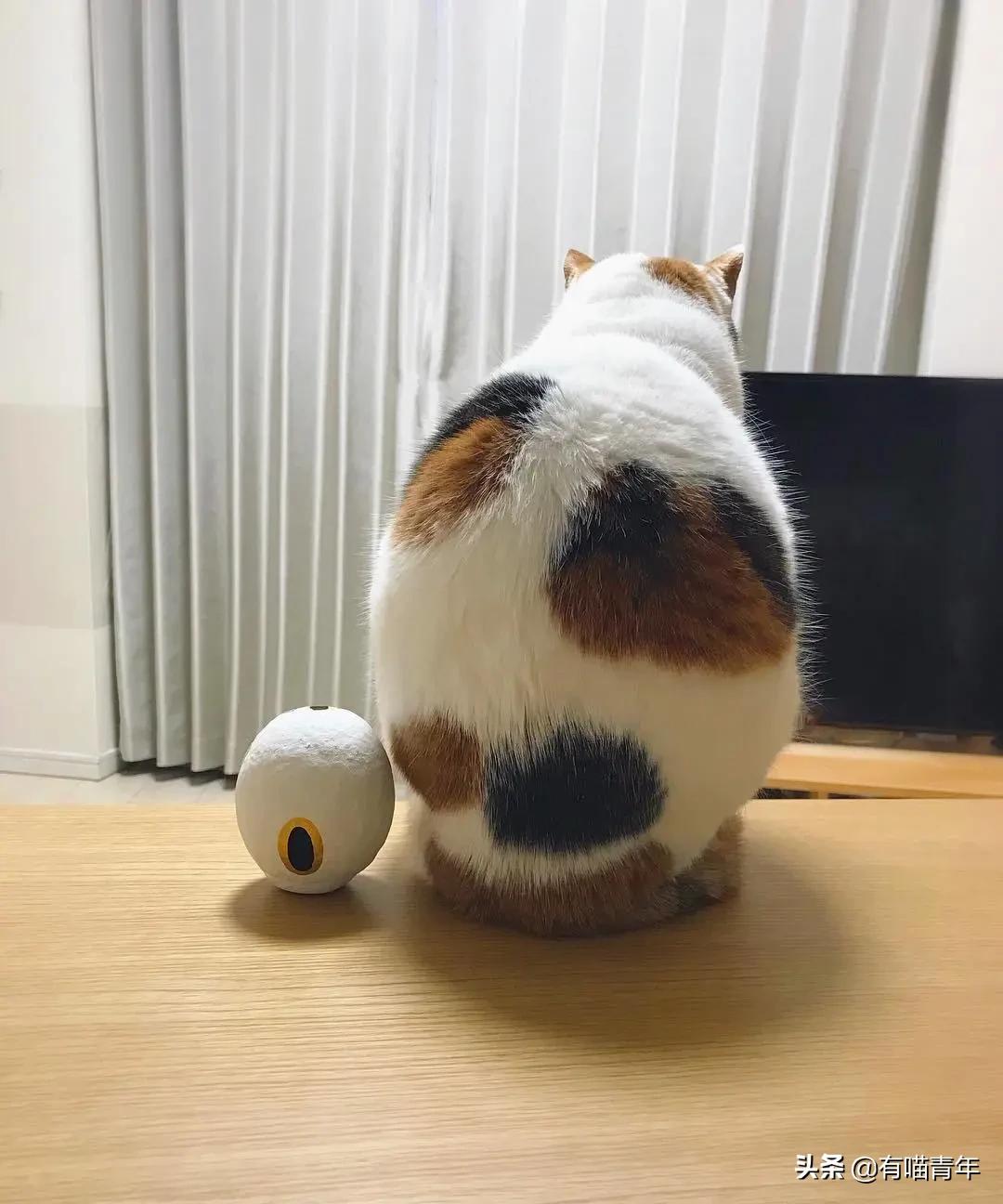 漂亮的三花猫欣赏,最迷人的三花猫