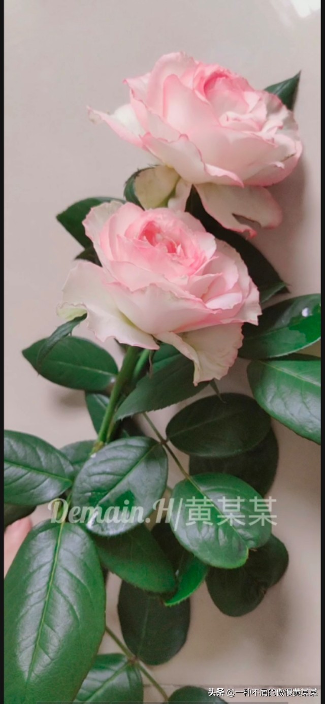 天蝎座上升星座狮子座,天蝎座和狮子座喜欢哪个星座配对