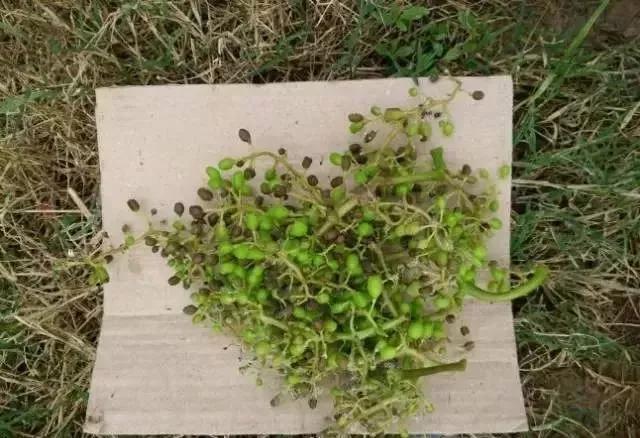 有关葡萄的病症,葡萄新梢病害图谱