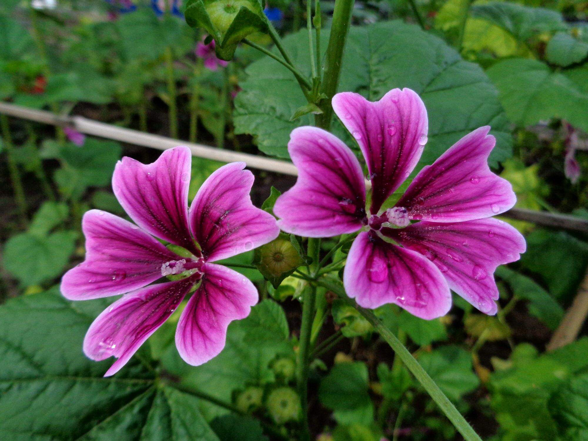 中药锦葵别名,中药锦葵图片