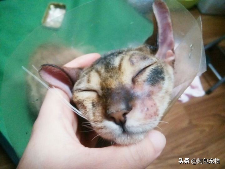 怎样才能彻底治愈猫癣呢,怎样才能彻底治愈猫癣