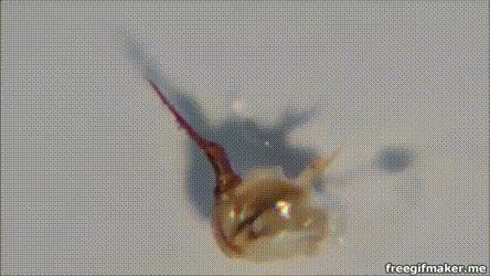 蜜蜂蜇了人为什么蜜蜂会死掉,蜜蜂为什么蜇完人就死