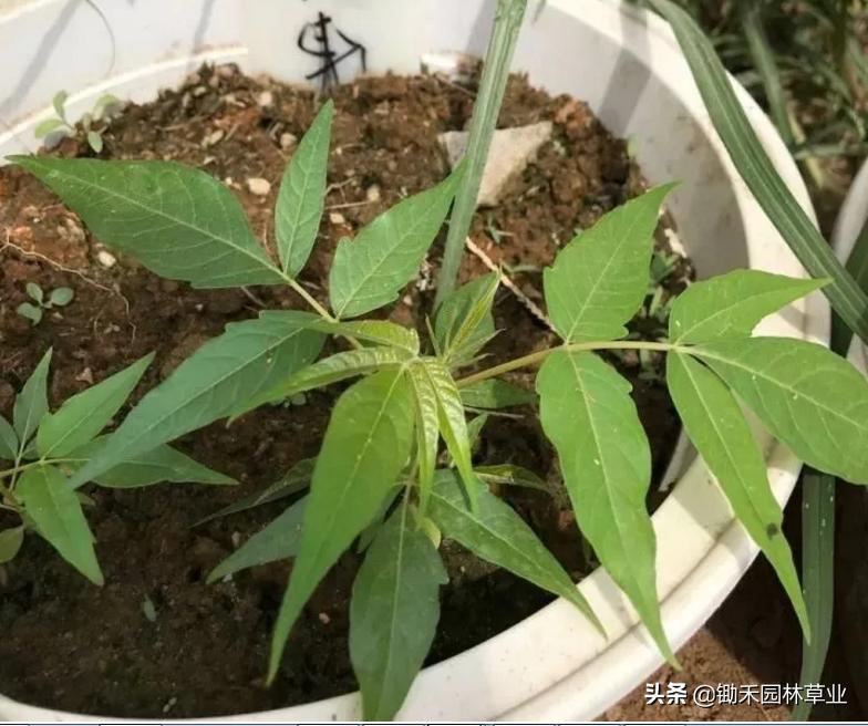 适合盐碱地的植物有哪些,绿化草耐旱品种