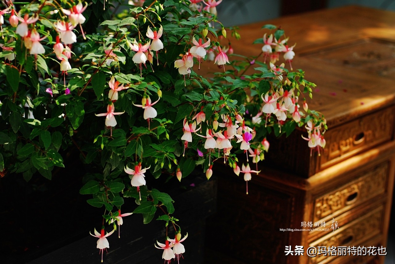 园丁金挂有排期吗,吊钟海棠怎么养护