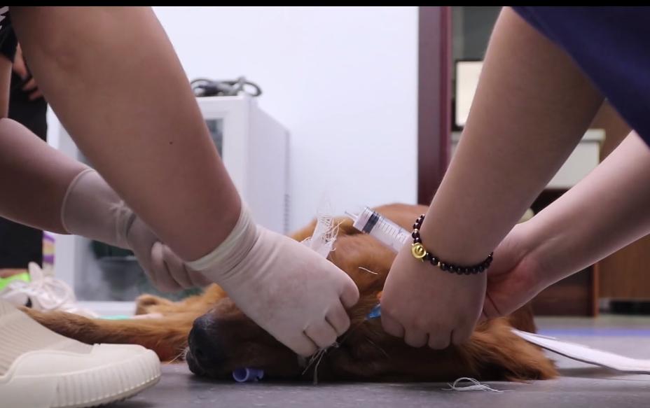 叼着绳子的金毛找到了吗,叼着绳子的金毛后续