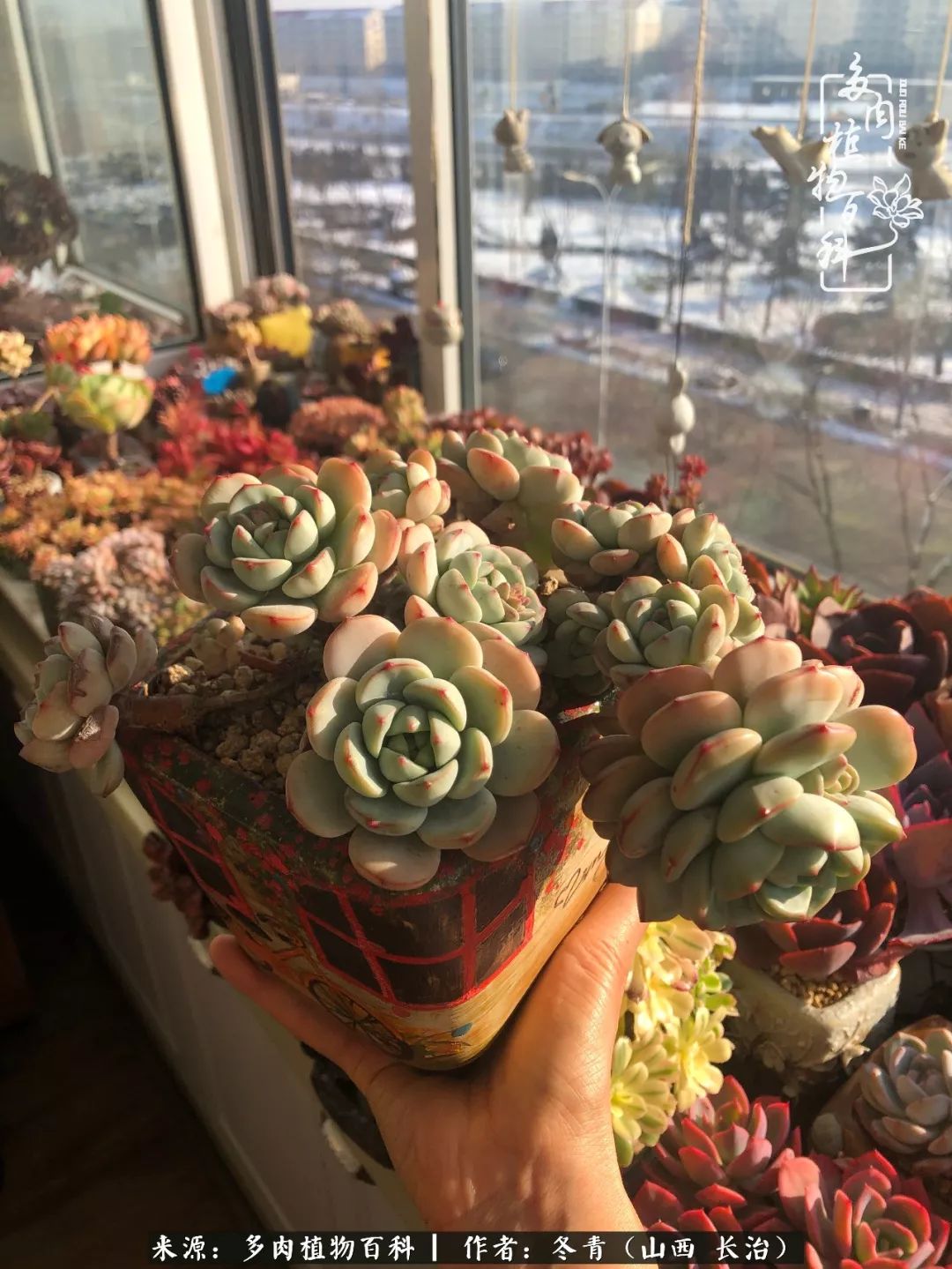 新手养多肉知道这4点打好基础,阳台上养多肉的正确方法