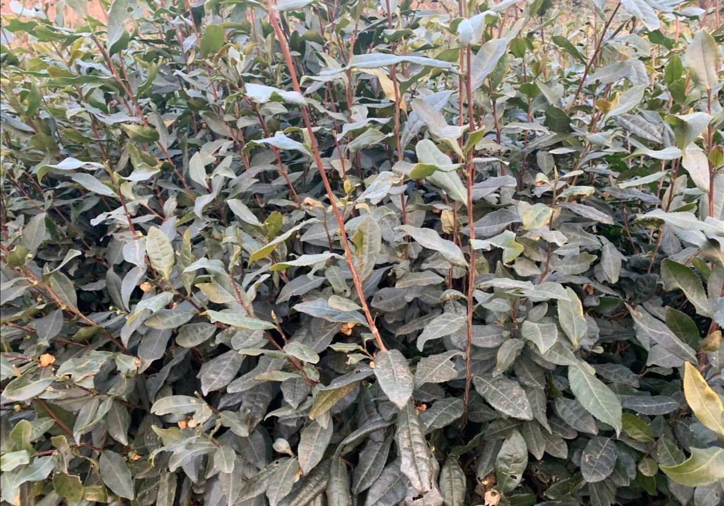 山东出名的茶叶是什么茶叶,日照岚山最好的茶叶