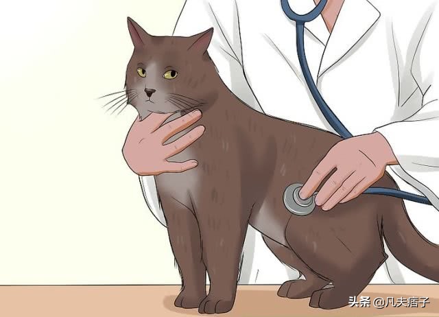 带狂犬病的猫有什么症状,不可小看狂犬病