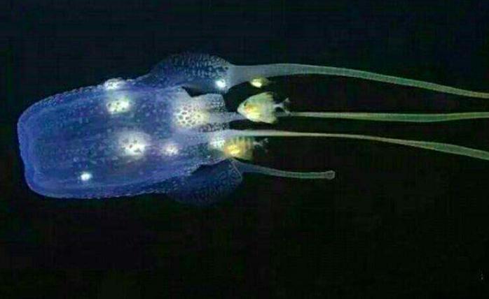澳洲箱水母是世界上最毒的水母吗,箱形水母是最毒的动物吗