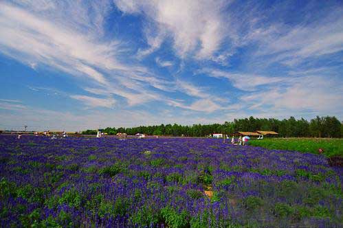上海衣草公园迎来衣草盛花期,赏花季节不要错过薰衣草