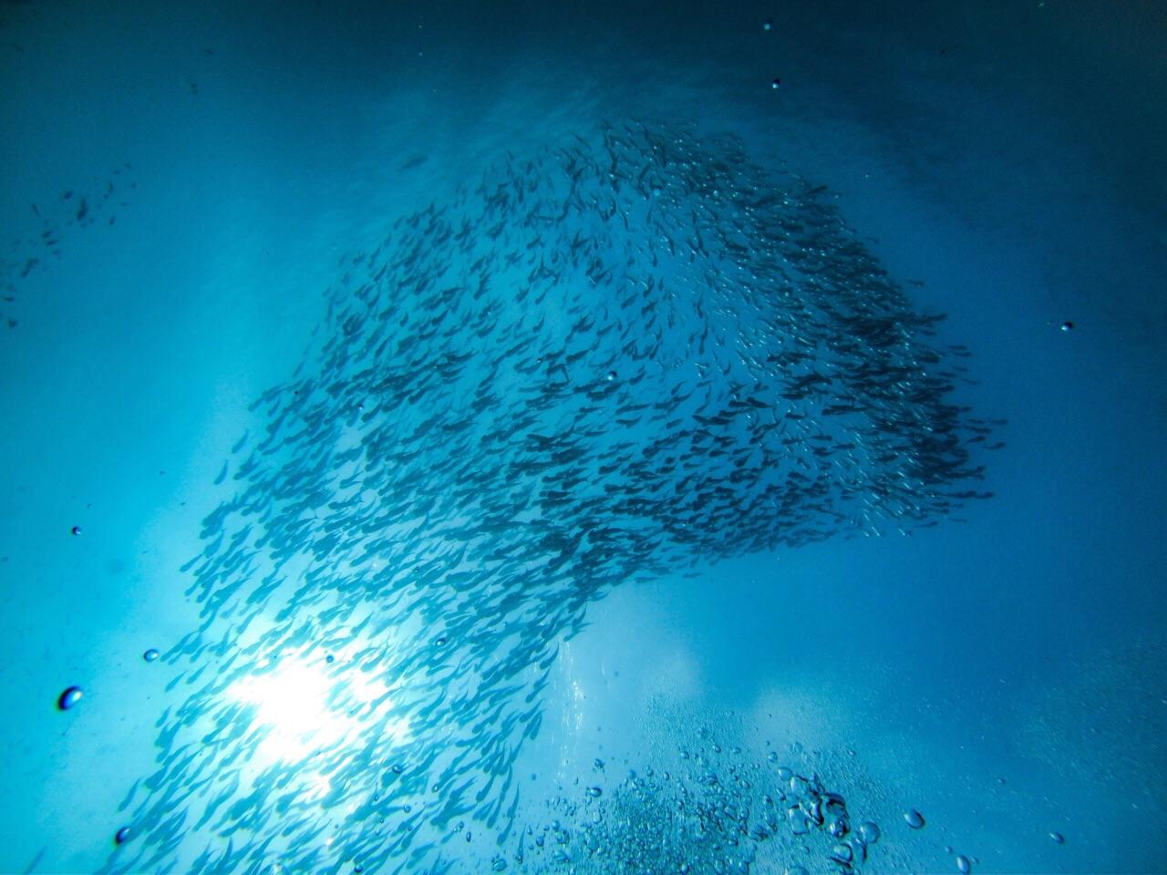 菲律宾薄荷岛宿务旅游攻略,菲律宾宿务杜马盖地旅游攻略