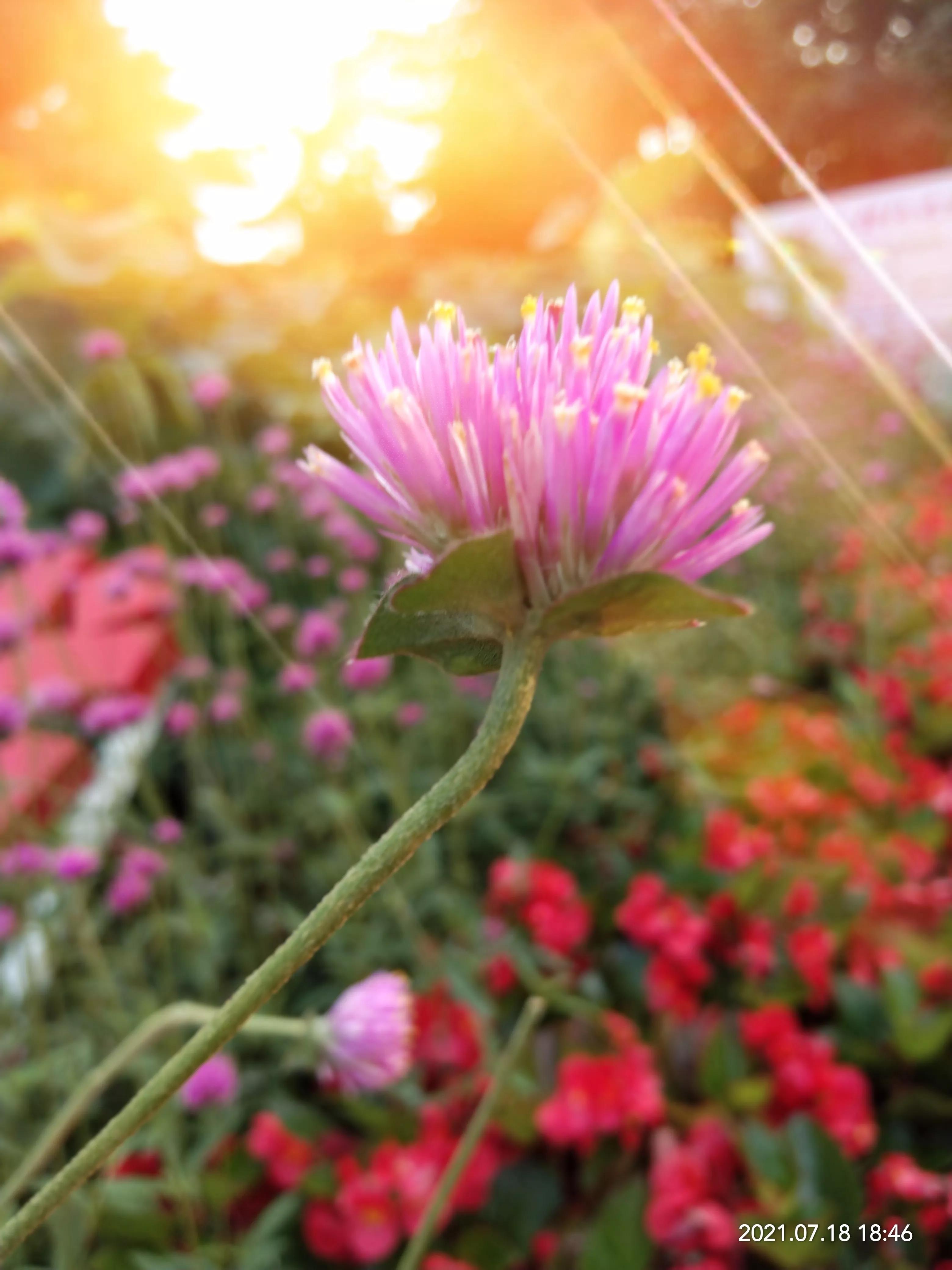 父母不在了亲情淡薄的让人心寒,父母不在兄弟姐妹的亲情哪去了