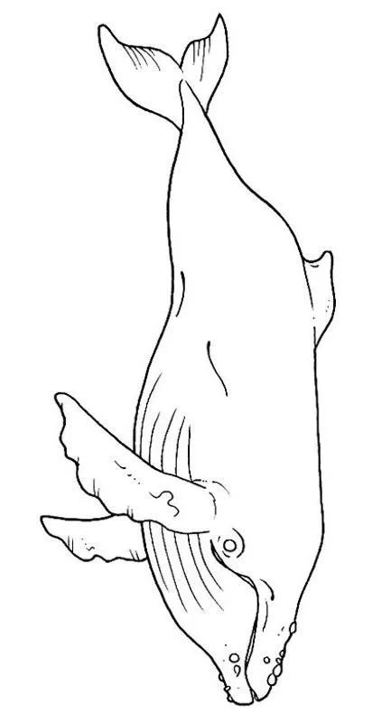 画画入门教程干货博主,基础入门画画必知