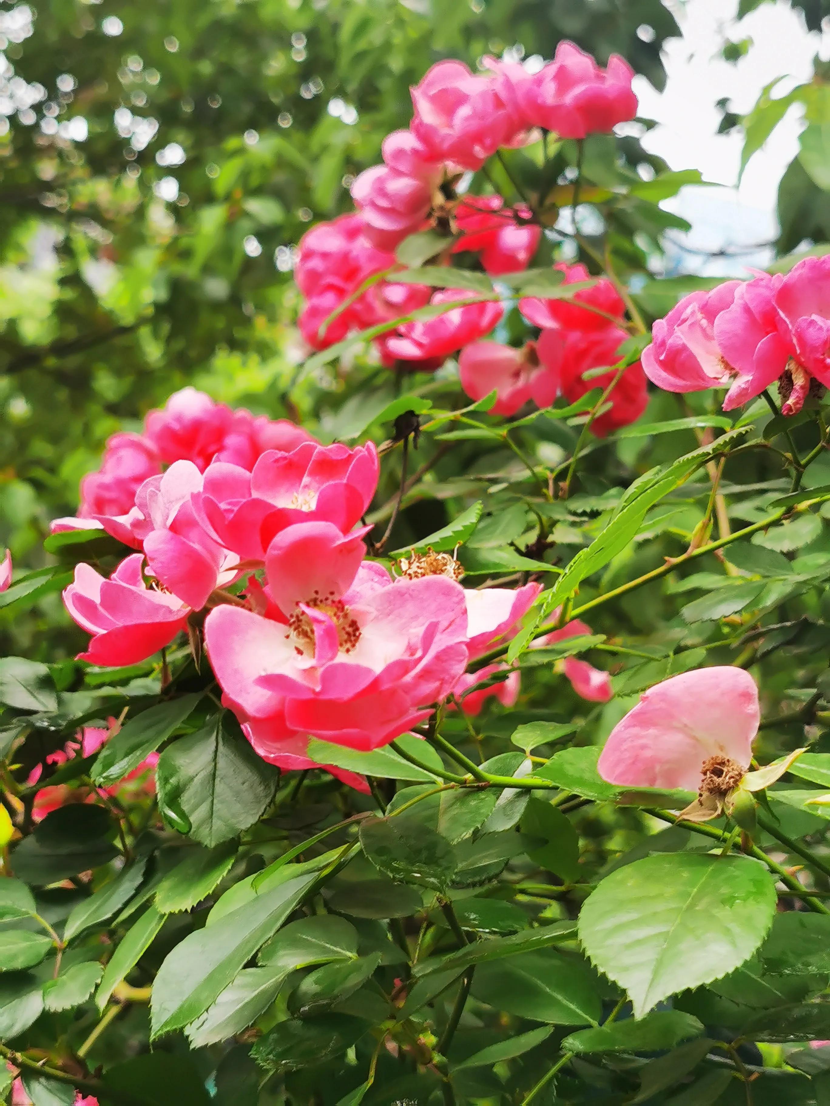 《高度关注》“米萝”咖啡的故事