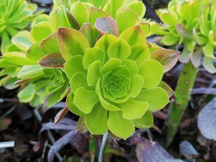 多肉法师韶羞现在能摘心吗,韶羞法师和荷兰玫瑰法师的区别