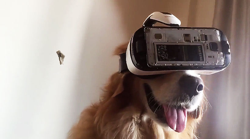 狗狗戴VR眼镜,狗狗戴vr眼镜能看见吗