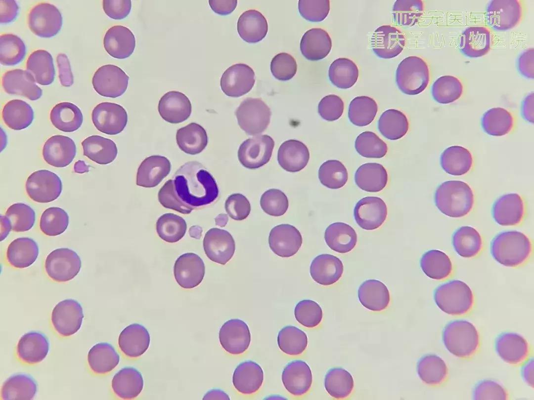 显微镜下的三千大千世界,显微镜下的世界是精美绝伦的